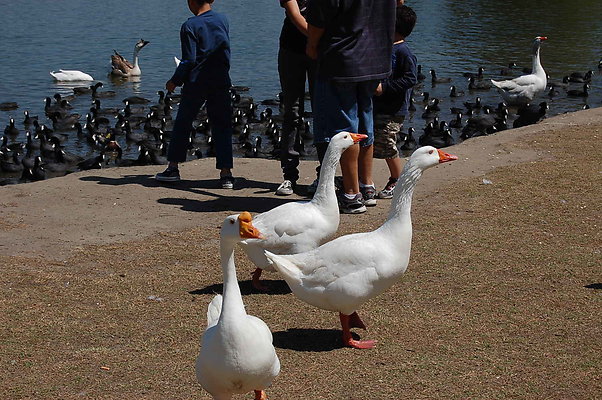 DSC 0037