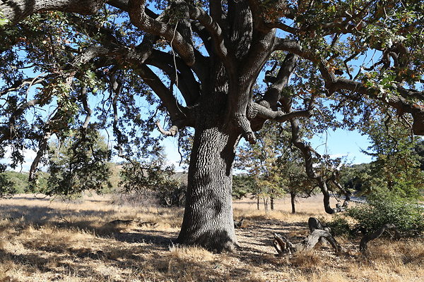 Malibu Creek State Park-6D-Nov2017-035
