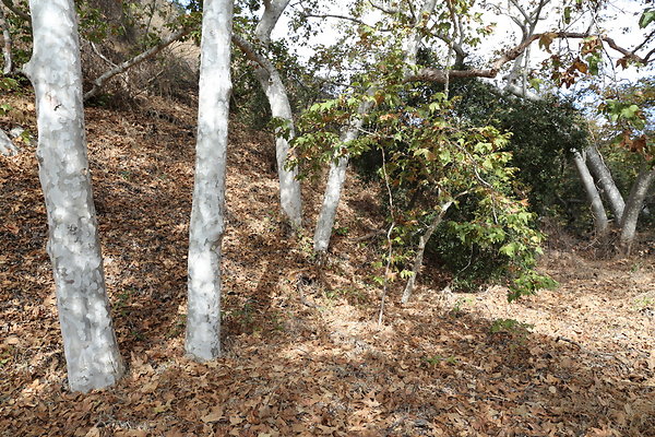 FC Park-Dale-Geo6D-Nov2017-188