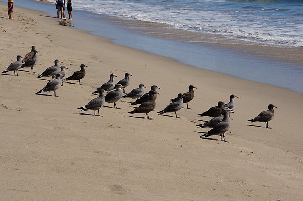 WIll Rogers.Beach.Towers.5.To.6.19