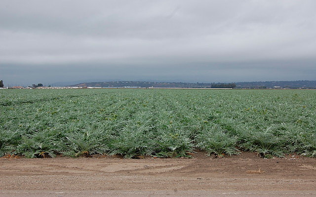 DSC 0137