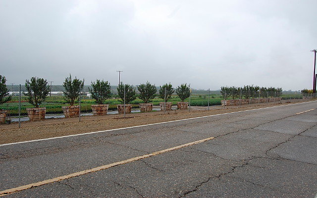 DSC 0050