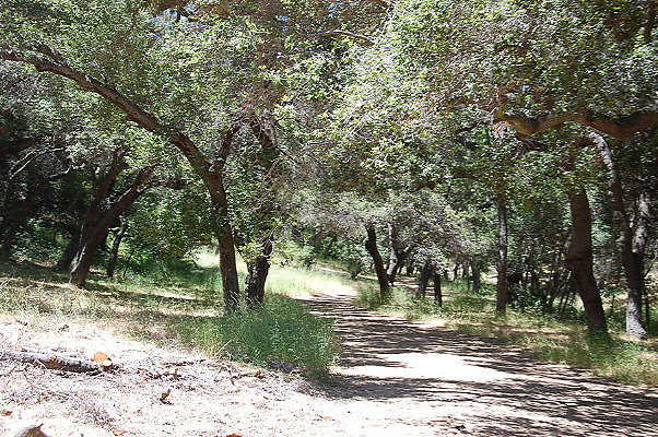 DSC 0698