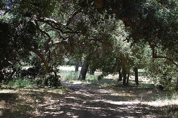 DSC 0650