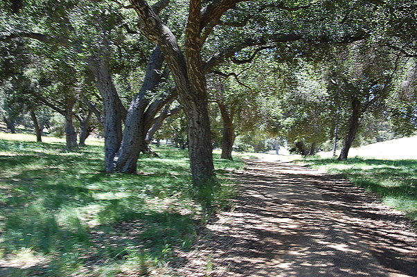 Green Road By Guest House.Ventura Farms.May 2011