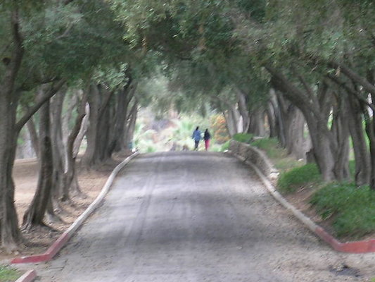 1-Tree Lined Street-Olive Road sylmar