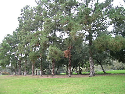 Vets Mem Park-LACO-13