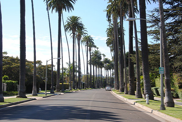 Beverly Hills.Palm Lined Streets