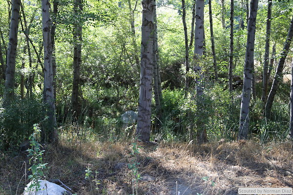 IMG 7275