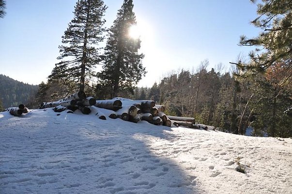 1k.Pines.Ponderosa.Rd.50