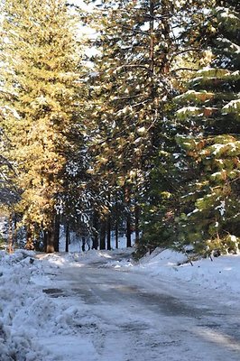 1k.Pines.Ponderosa.Rd.04