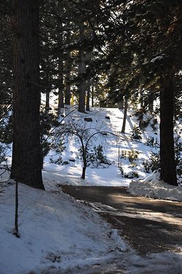 1k.Pines.Ponderosa.Rd.08