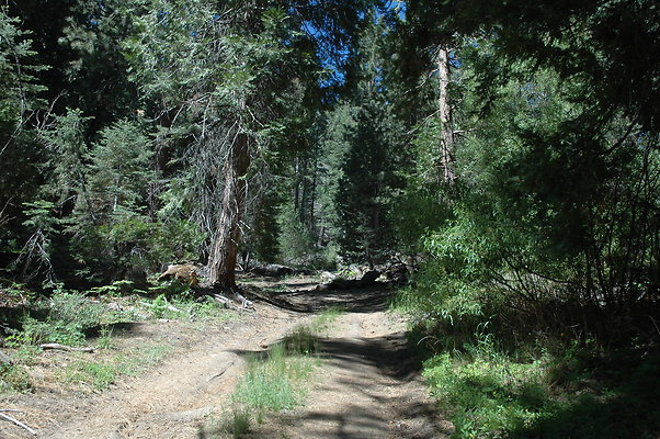 Cedar Lake Road