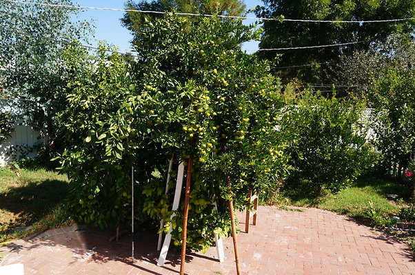 Deng.6624.Langdon.Van.Nuys61