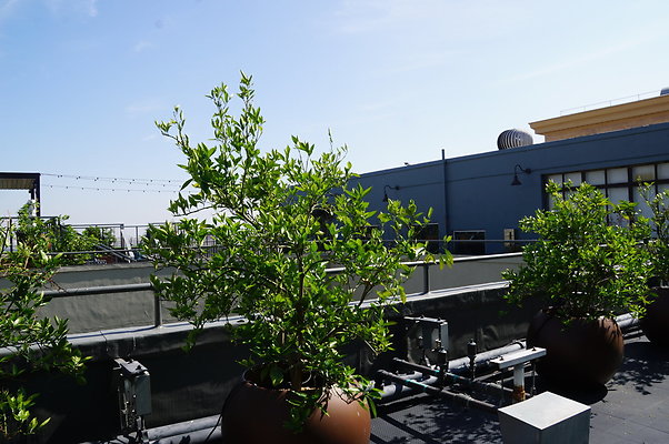 DSC00523