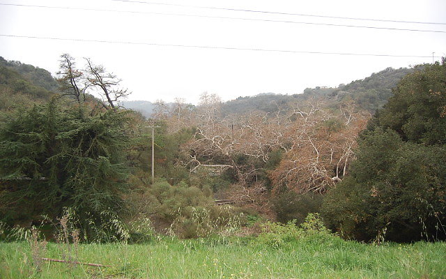 DSC 0294