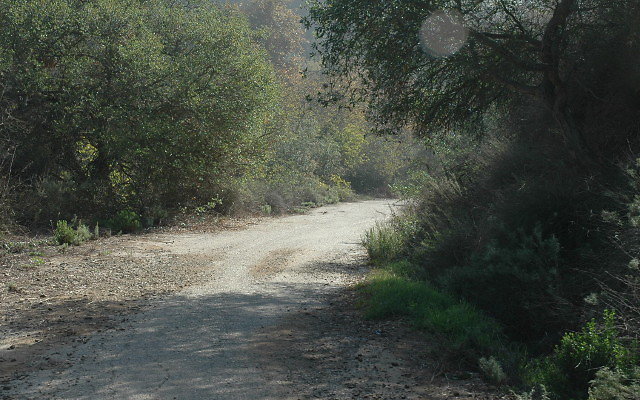 DSC 0064