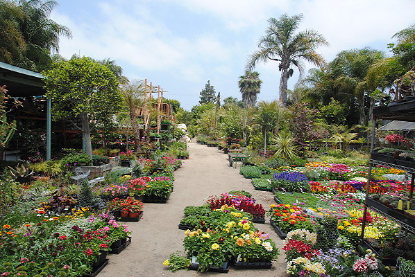 DSC 0009