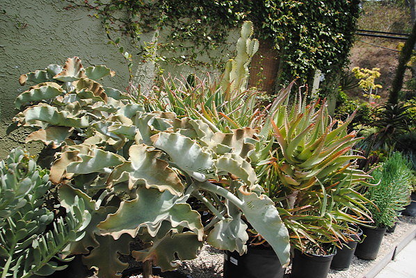 DSC 0290