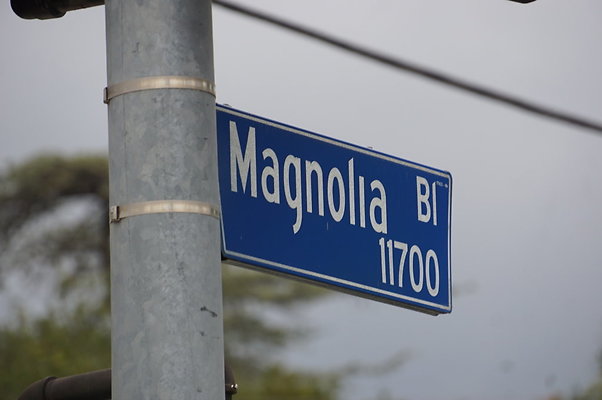 Morella.Magnolia.X.Walk.08
