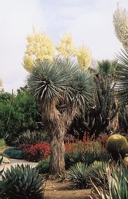 Desert Garden.H020404-18