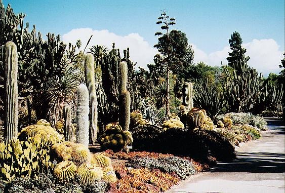 The Huntington.Desert Garden