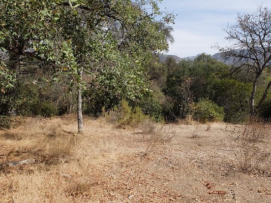 Descanso.Cali.Forest.66