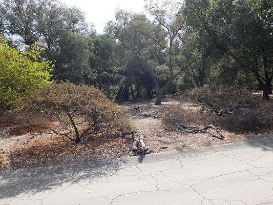 Descanso.Cali.Forest.68