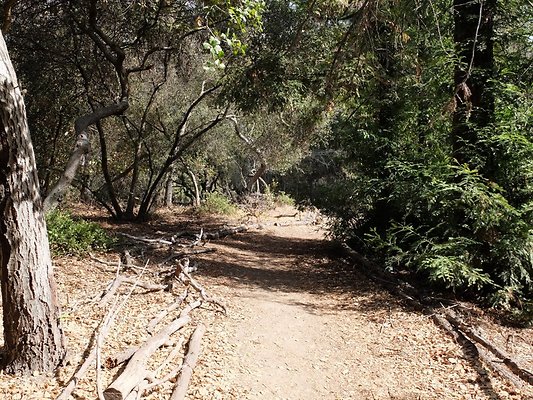 Descanso.Cali.Forest.55