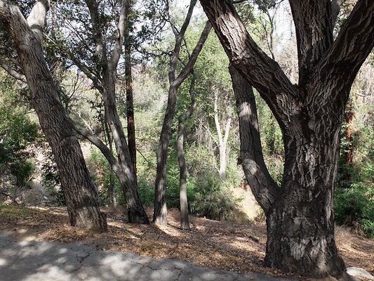 Descanso.Cali.Forest.45