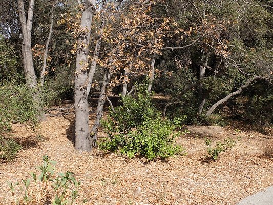 Descanso.Cali.Forest.81