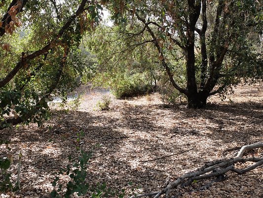 Descanso.Cali.Forest.75