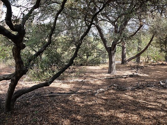 Descanso.Cali.Forest.63