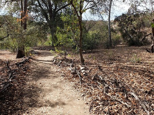 Descanso.Cali.Forest.79