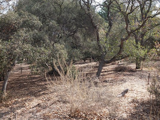 Descanso.Cali.Forest.83