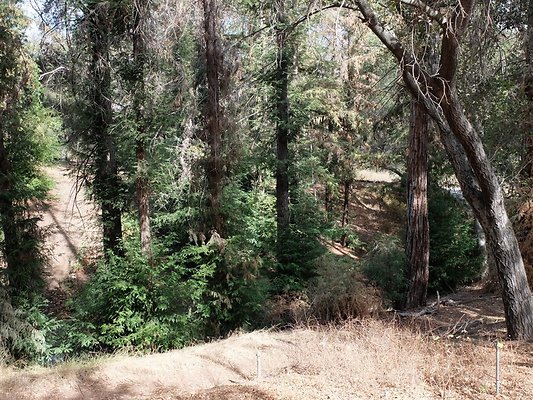 Descanso.Cali.Forest.34