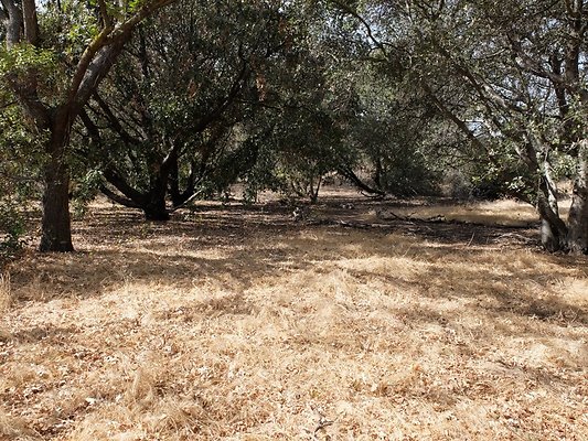 Descanso.Cali.Forest.69