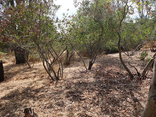 Descanso.Cali.Forest.86