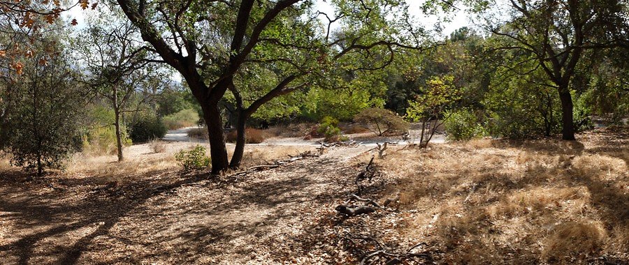 Descanso.Cali.Forest.73