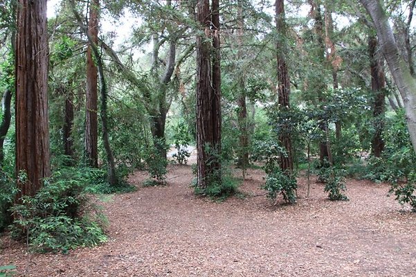 Descanso.Redwoods.05