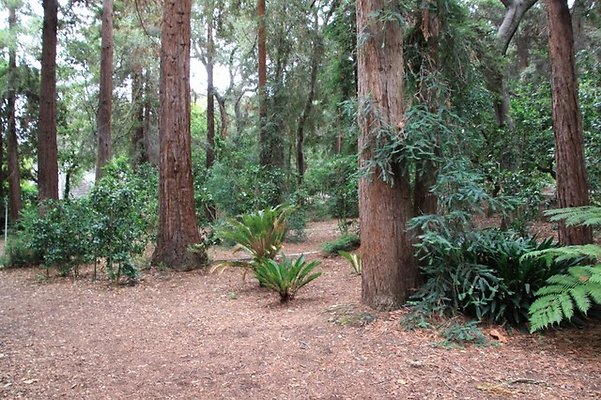 Descanso.Redwoods.03