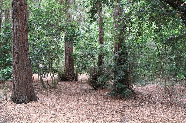 Descanso.Redwoods.11