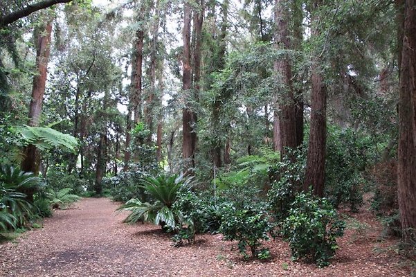 Descanso.Redwoods.09
