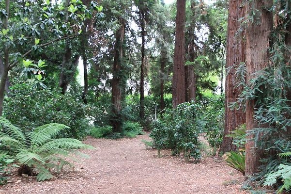 Descanso.Redwoods.02