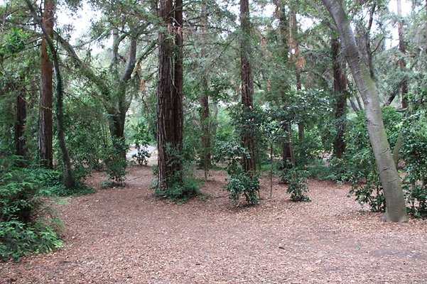 Descanso.Redwoods.04