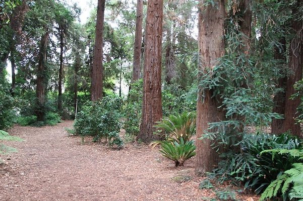 Descanso.Redwoods.08
