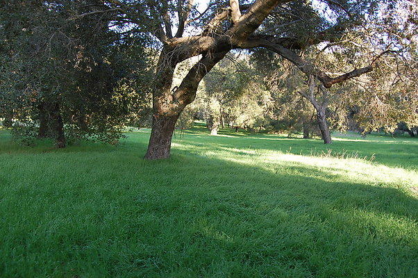 Green Area By Guest House
