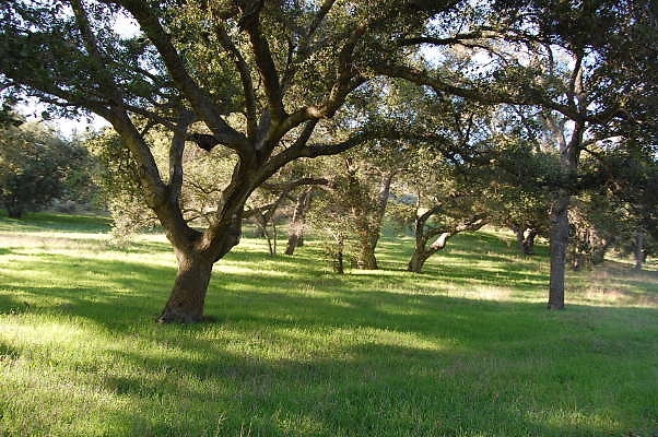 DSC 0006