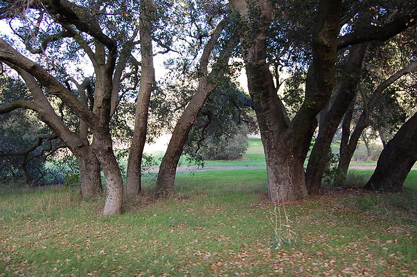 DSC 0388