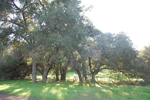 DSC 0900